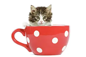 Skogkatt: Norwegian Forest Cat / Norsk Skogkatt - 8 week