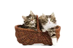 Skogkatt: Norwegian Forest Cat / Norsk Skogkatt - two 8 week