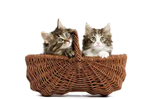 Skogkatt: Norwegian Forest Cat / Norsk Skogkatt - two 8 week