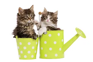 Skogkatt: Norwegian Forest Cat / Norsk Skogkatt - two 8 week