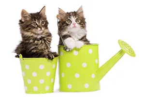 Skogkatt: Norwegian Forest Cat / Norsk Skogkatt - two 8 week