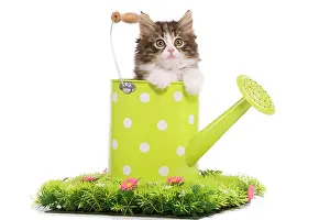 Skogkatt: Norwegian Forest Cat / Norsk Skogkatt - 8 week