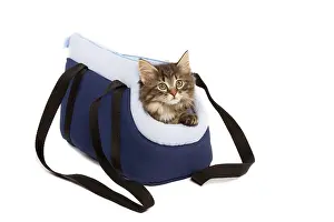 Carriers: Norwegian Forest Cat / Norsk Skogkatt - 8 week