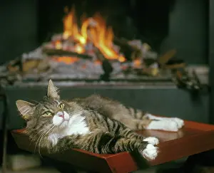 Infront: Norwegian Forest Cat - resting infront of open fire