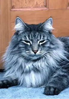 Skogkatt: NORWEGIAN FOREST CAT - sitting