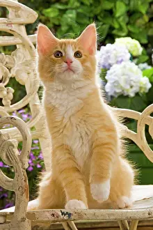 Norweigan: Norwegian Forest Cat - sitting on chair