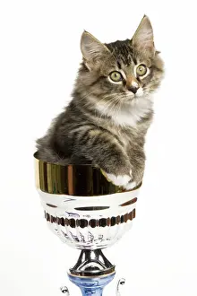 Trophy: Norwegian Forest Cat - sitting in trophy cup