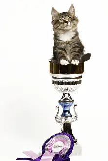 Rosette: Norwegian Forest Cat - sitting in trophy cup with rosette