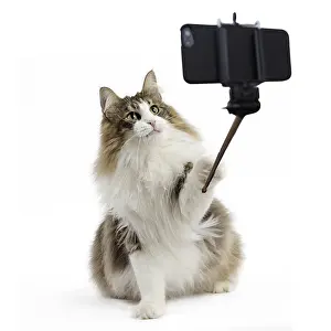 Sticks: Norwegian Forest Cat taking a selfie