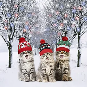 Norwegian Forest Cat wearing Christmas bobble