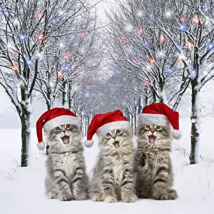 280219: Norwegian Forest Cat wearing Christmas hats mouths
