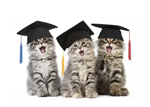 Boards: Norwegian Forest Cat wearing mortarboard graduation
