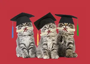 Boards: Norwegian Forest Cat wearing mortarboard graduation
