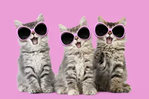 300719: Norwegian Forest Cat wearing sunglasses, mouths open singing