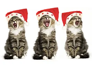 Miaowing: Norwegian Forest Cat - x 3 wearing Christmas hats, singing
