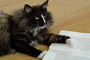 Books: Norwegian Forest Silver and White Mackerel Tabby