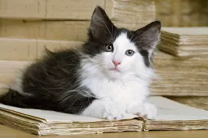 Books: Norwegian Forest Silver and White Mackerel Tabby
