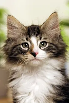 Skogkatter: Norwegian Forest Silver and White Mackerel Tabby Cat