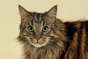 Silvestris: Norwegian Forestcat (Felis silvestris catus), animal