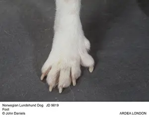 Nails: Norwegian Lundehund Dog - Foot