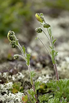 Artemisia: Norwegian mugwort