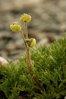 Artemisia: Norwegian mugwort