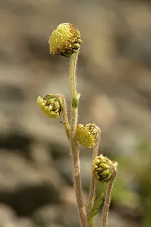 Artemisia: Norwegian mugwort