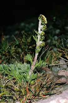 Wormwood: Norwegian Mugwort / Scottish Wormwood