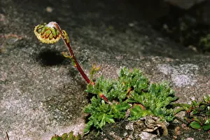 Wormwood: Norwegian Mugwort / Scottish Wormwood