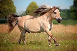 Cantering: Norwegian Pony, Gelding, galloping on meadow, North