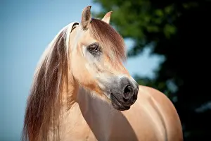 Gelding: Norwegian Pony, Gelding, portrait, North Rhine-Westphalia