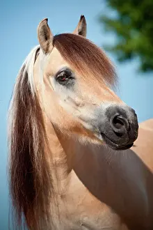 Geldings: Norwegian Pony, Gelding, portrait, North Rhine-Westphalia