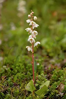 Wintergreen: Norwegian wintergreen