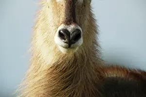 Waterbuck: Nose of Common Waterbuck (Kobus ellipsiprymnus)