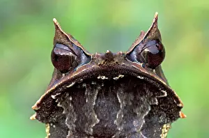 Megophrys: Nose-horned Frog