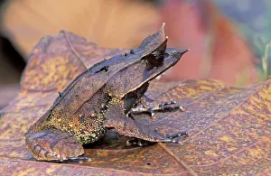 Megophrys: Nose-horned Frog