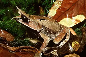 Malaysian: Nose-horned / Malaysian Leaf Frog