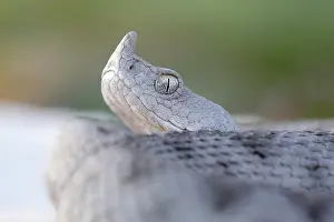 Deadly: Nose-horned Viper
