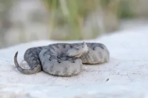 Deadly: Nose-horned Viper