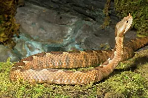 Ammodytes: Nose-Horned Viper