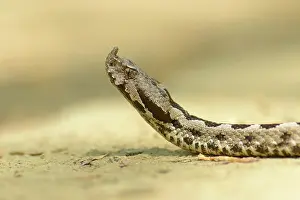 Ammodytes: Nose-horned Viper