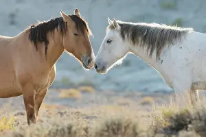 Nose: Nose to nose Sand Wash Basin wild mustangs