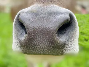 Nostril: Nostrils of a cow in close up