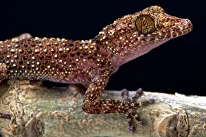 Nosy: Nosy Be gecko (Paroedura oviceps), Nosy Be, Madagascar