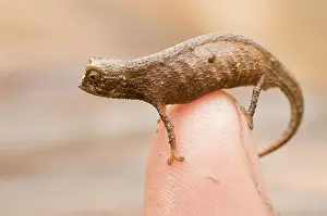 Afrika: Nosy Be Pygmy Leaf Chameleon