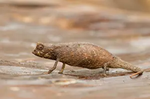 Afrika: Nosy Be Pygmy Leaf Chameleon