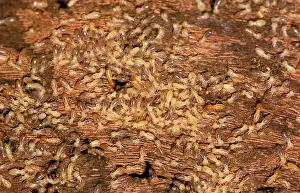 Inquiline: Nosy termites - worker and soldier each being ridden