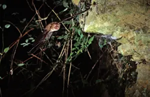 Myotis: Notch-eared bat flying into a cave (old iron mine)