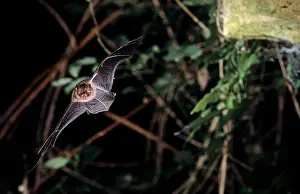 Myotis: Notch-eared bat flying into a cave (old iron mine)