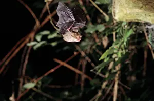 Myotis: Notch-eared bat flying into a cave (old iron mine)